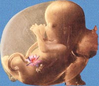 The Fetus